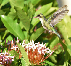 Chlorostilbon lucidus