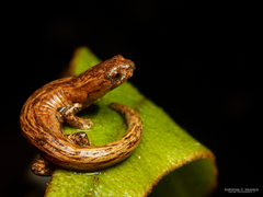 Yarmal Mushroomtongue Salamander photo 2