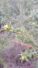 Ceanothus papillosus