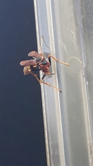 Polistes cavapytiformis