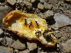 Aphaenogaster senilis