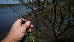 Dasineura rubiformis