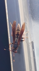 Polistes cavapytiformis