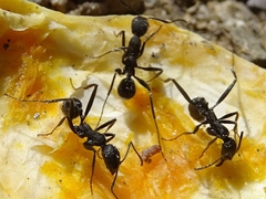 Aphaenogaster senilis