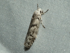 Lichenaula onychotypa