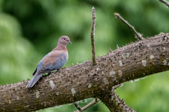 Streptopelia senegalensis