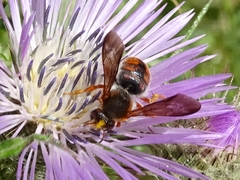 Rhodanthidium
