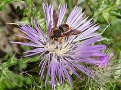 Rhodanthidium