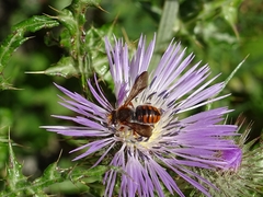 Rhodanthidium