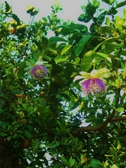 Passiflora nitida
