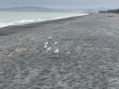 Chroicocephalus novaehollandiae scopulinus