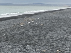 Chroicocephalus novaehollandiae scopulinus