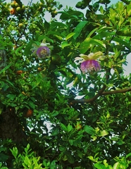Passiflora nitida
