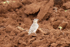 Eremopterix