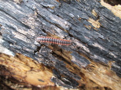 Pseudopolydesmus canadensis