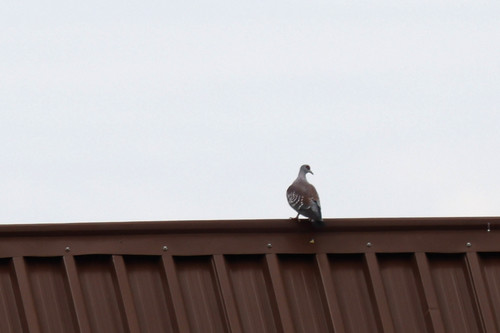 Speckled Pigeon