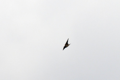 Barn Swallow