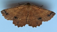 Euchlaena johnsonaria