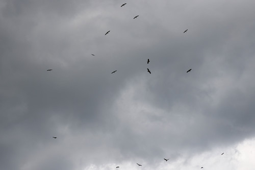 Abdim's Stork