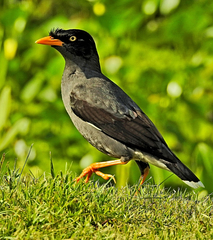 Javan Myna photo 2