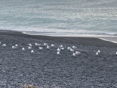 Chroicocephalus novaehollandiae scopulinus