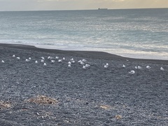 Chroicocephalus novaehollandiae scopulinus