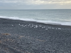 Chroicocephalus novaehollandiae scopulinus