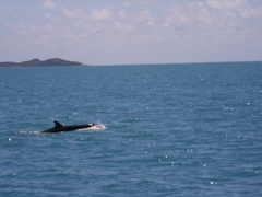 Pseudorca crassidens