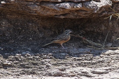 Emberiza tahapisi