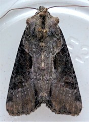 Lateroligia ophiogramma