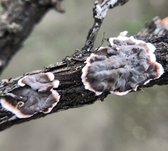 Peniophora malenconii