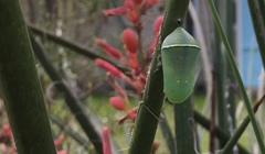 Danaus gilippus