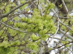 Magnoliopsida