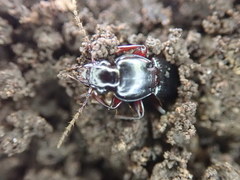 Pterostichus tristis