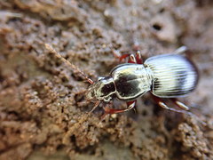 Pterostichus tristis