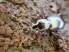 Pterostichus tristis