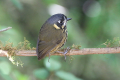 Grallaricula lineifrons