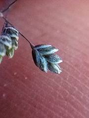 Poa lindsayi