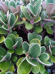 Brachyglottis bidwillii bidwillii