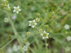 Thesium divaricatum