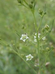 Thesium divaricatum