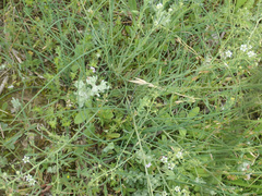 Thesium divaricatum