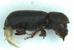 Prostephanus punctatus