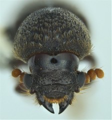 Prostephanus punctatus