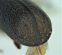 Prostephanus punctatus