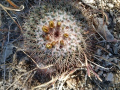 Mammillaria petrophila petrophila