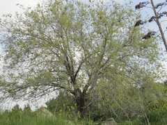 Magnoliopsida