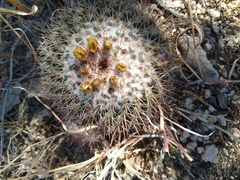 Mammillaria petrophila petrophila