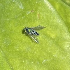 Condylostylus pruinosus