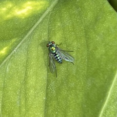 Condylostylus pruinosus